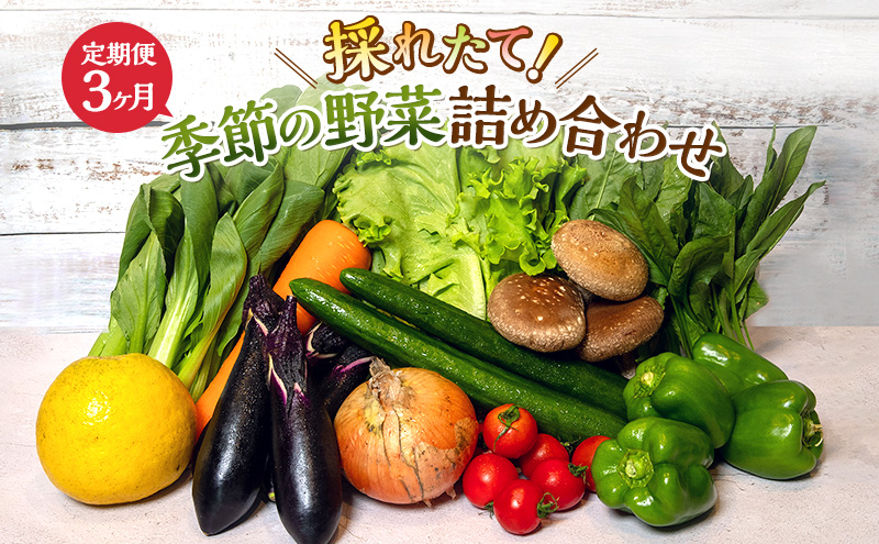とれたて 野菜 パック 定期便 3回 季節の野菜 セット 詰め合わせ 8品前後 野菜セット 野菜詰め合わせ 3ヶ月 ジャガイモ 人参 大根 小松菜 白ネギ グリーンリーフ チンゲン菜 椎茸 トマト 水菜 葉ネギ 人気 厳選 静岡県 