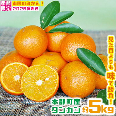 【ふるさと納税】【2026年発送】南国のみかん！本部町産タンカン（約5kg入り） みかん 柑橘 沖縄 おきなわ 果実 フルーツ 青果 期間限定 先行予約 数量限定 旬 人気 おすすめ 贈答 プレゼント ギフト 贈り物 子供 デザート 取り寄せ