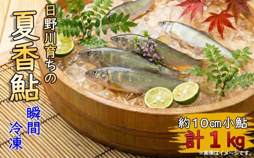 日野川育ちの「夏香鮎」瞬間冷凍１kg　(約10㎝小鮎）