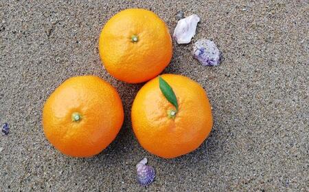 みかん 約10kg（家庭用）【2025年11月下旬から発送】