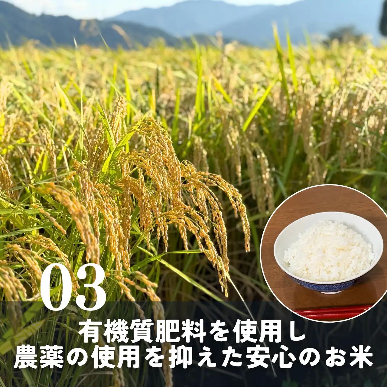 米 2025年産新米 コシヒカリ 勝山産 10kg [C-096002]