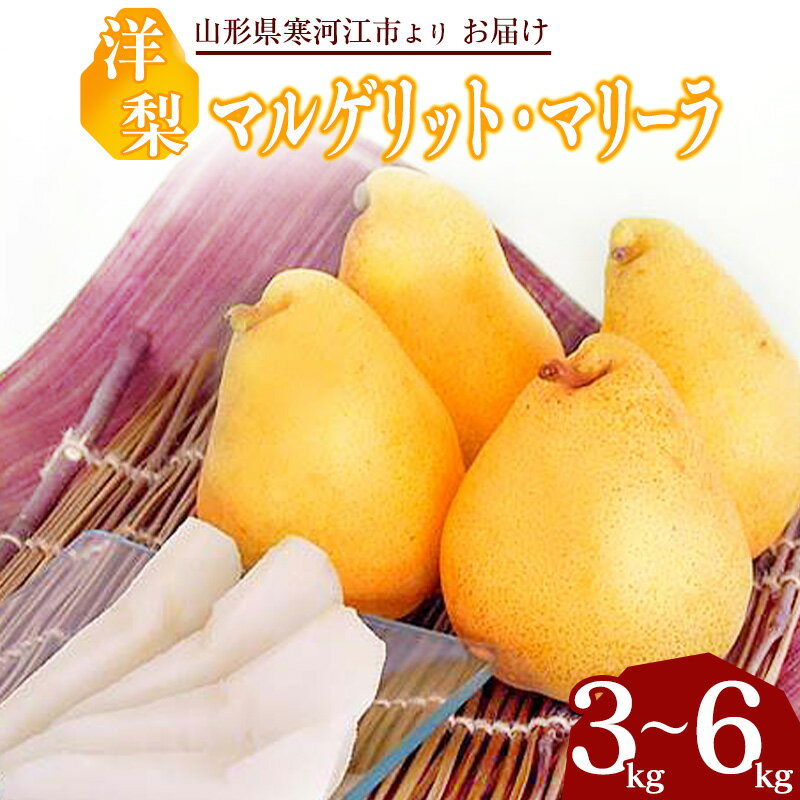【ふるさと納税】洋梨 「追熟 マルゲリット・マリーラ」 3kg - 6kg 秀品 山形産 【2025年9月下旬頃 - 10月上旬頃発送予定】／ 選べる お取り寄せ 果物 くだもの フルーツ デザート 西洋梨 旬 直送 特産 産地直送 秋 東北 山形県 令和7年産 洋 梨 さわやか