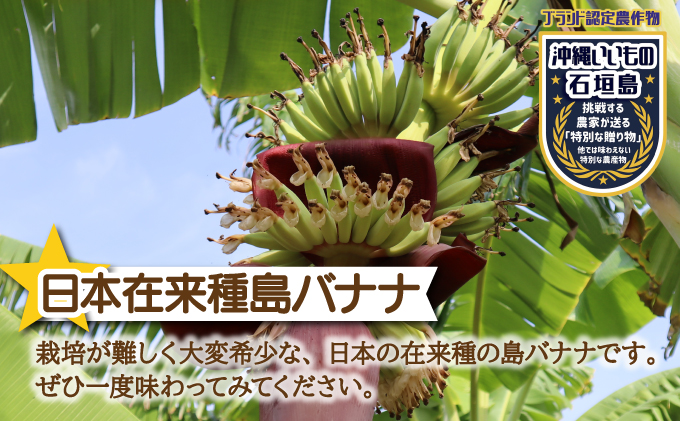 希少！特許製法で作るシリカ水で栽培する特別な「島バナナ」OI-6
