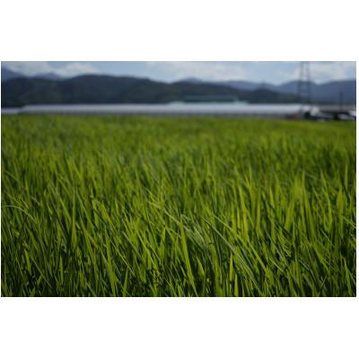 ふるさと納税 安芸市 《令和6年産》モチ米 5kg |  | 01
