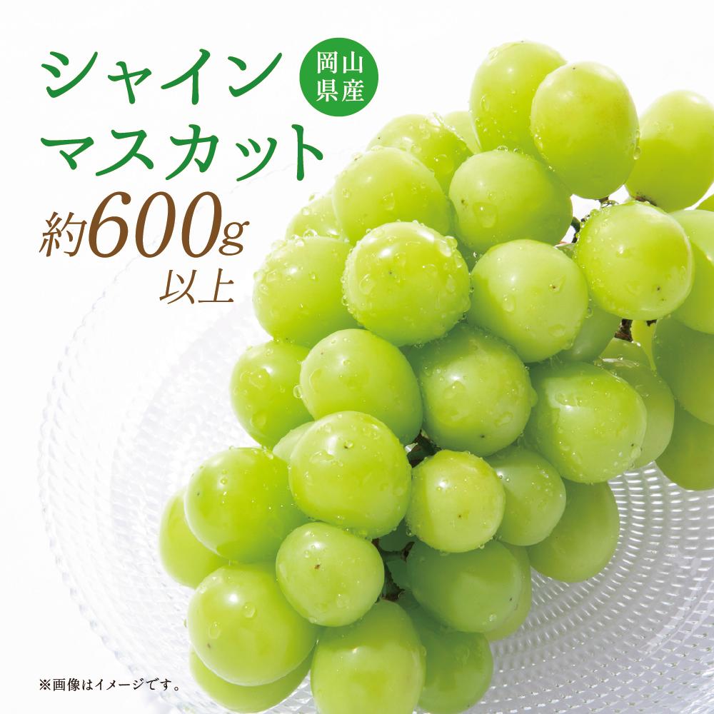 
            【岡山県産】シャインマスカット 約600g 1房 【2025年9月上旬〜11月下旬発送予定】 マスカット ぶどう ブドウ 葡萄
          