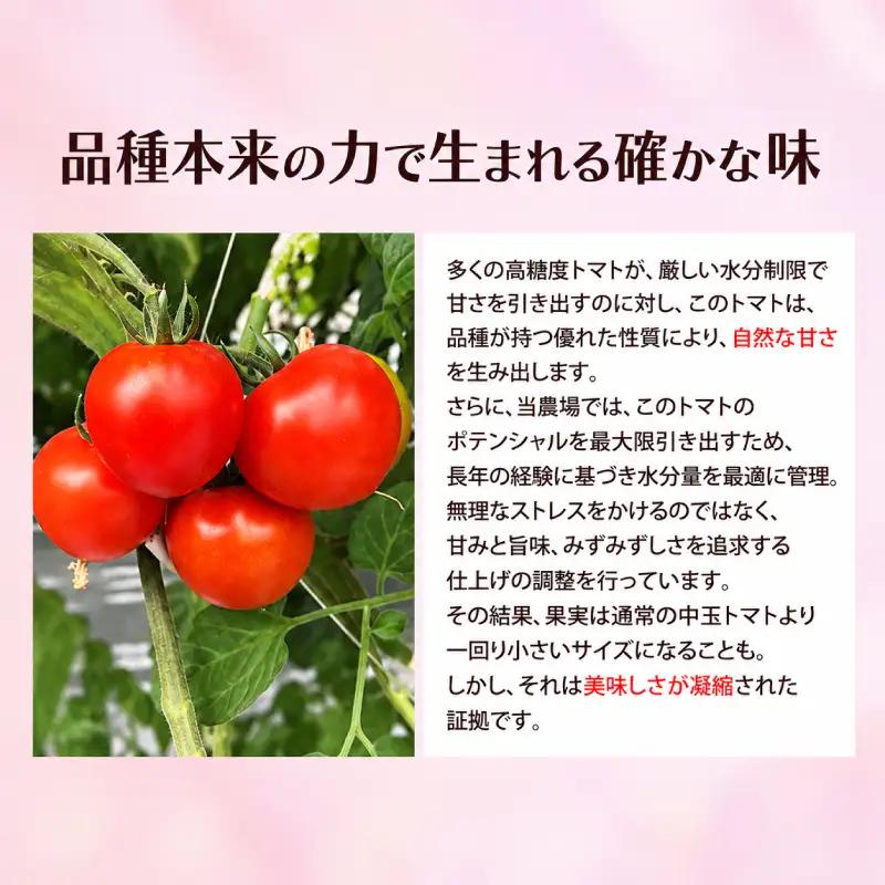訳あり プレミアムトマト 2.5kg Mr.浅野のけっさく2 トマト