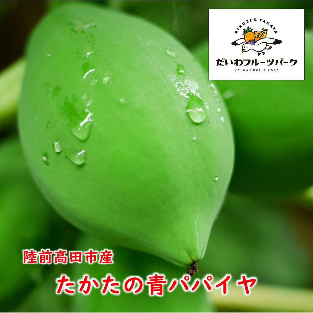 【ふるさと納税】青パパイヤ 約2kg 目安：3〜4個 【 新鮮 野菜 炒め物 野菜炒め カレー 煮物 サラダ 料理 農薬不使用 国産 岩手 陸前高田 】 だいわフルーツパーク気仙