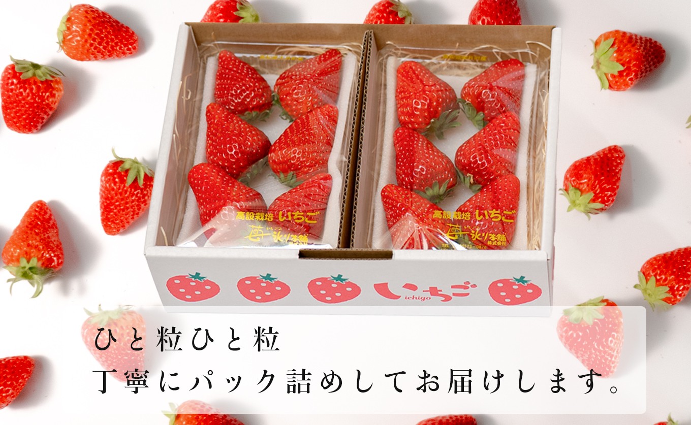 【高知県 大月町産】紅ほっぺ　約200g×4パック｜いちご 800g 果物 フルーツ 苺 イチゴ くだもの 野菜 旬 美味しい 朝採り 新鮮 期間限定 ご褒美 産地直送 贈答用 自宅用 高知県 大月町