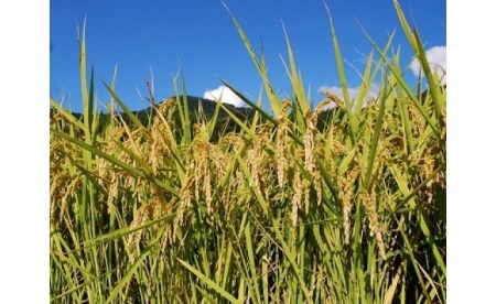 I4【令和7年産】しそうのおいしい お米　キヌヒカリ 玄米 30Kg