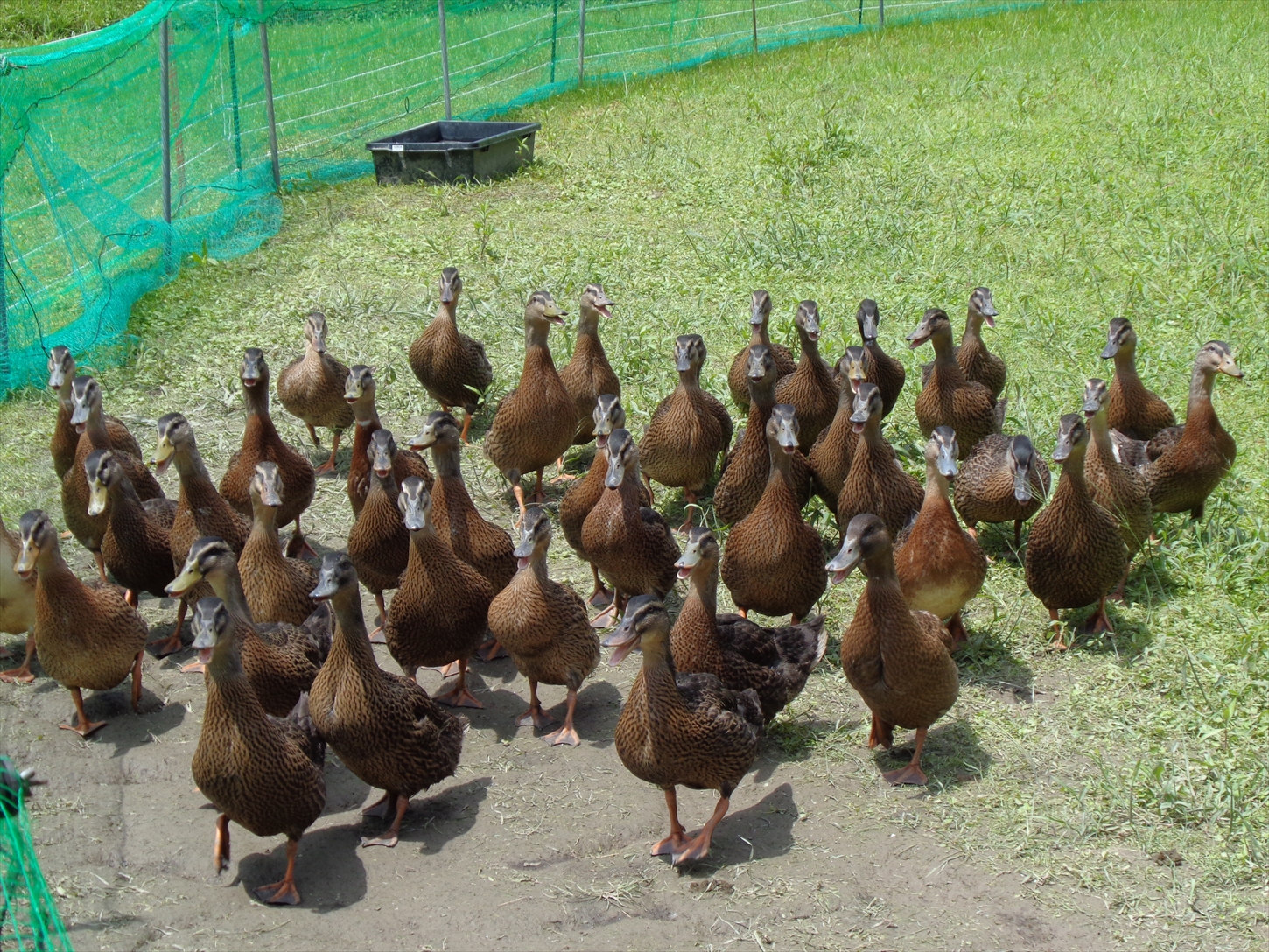 アイガモ農法で栽培した 無農薬 有機栽培米５kg お米 精米 こしひかり 兵庫県 多可町 ひのきもとさん