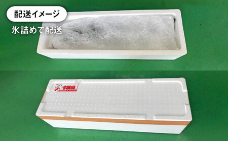 【お正月用】壱岐島産天然寒ブリ（13ｷﾛ台・丸もの）[JBS115]
