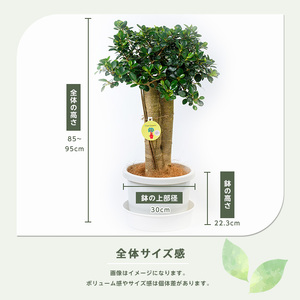 【観葉植物】パンダガジュマル85cm～95cm リン鉢(前園植物園/110-1448) 南国鹿児島県で育った 観葉植物！植物 鉢付 インテリア 室内 オフィス おしゃれ プレゼント ギフト 開店祝い 