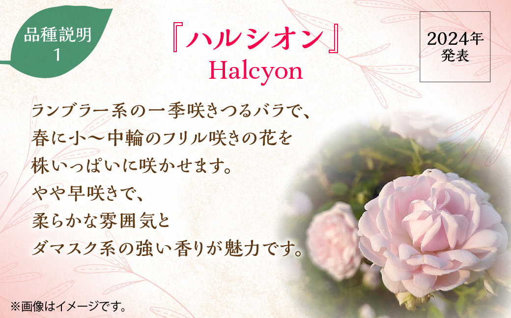 【Apple Roses】バラ苗  『ハルシオン』 新苗育成苗6号ポット植え HNNH042
