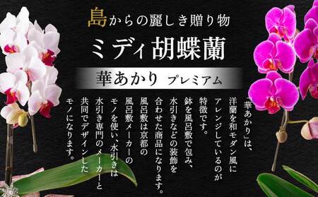蘭 胡蝶蘭 ミディ胡蝶蘭 華あかり プレミアム 2本立ち