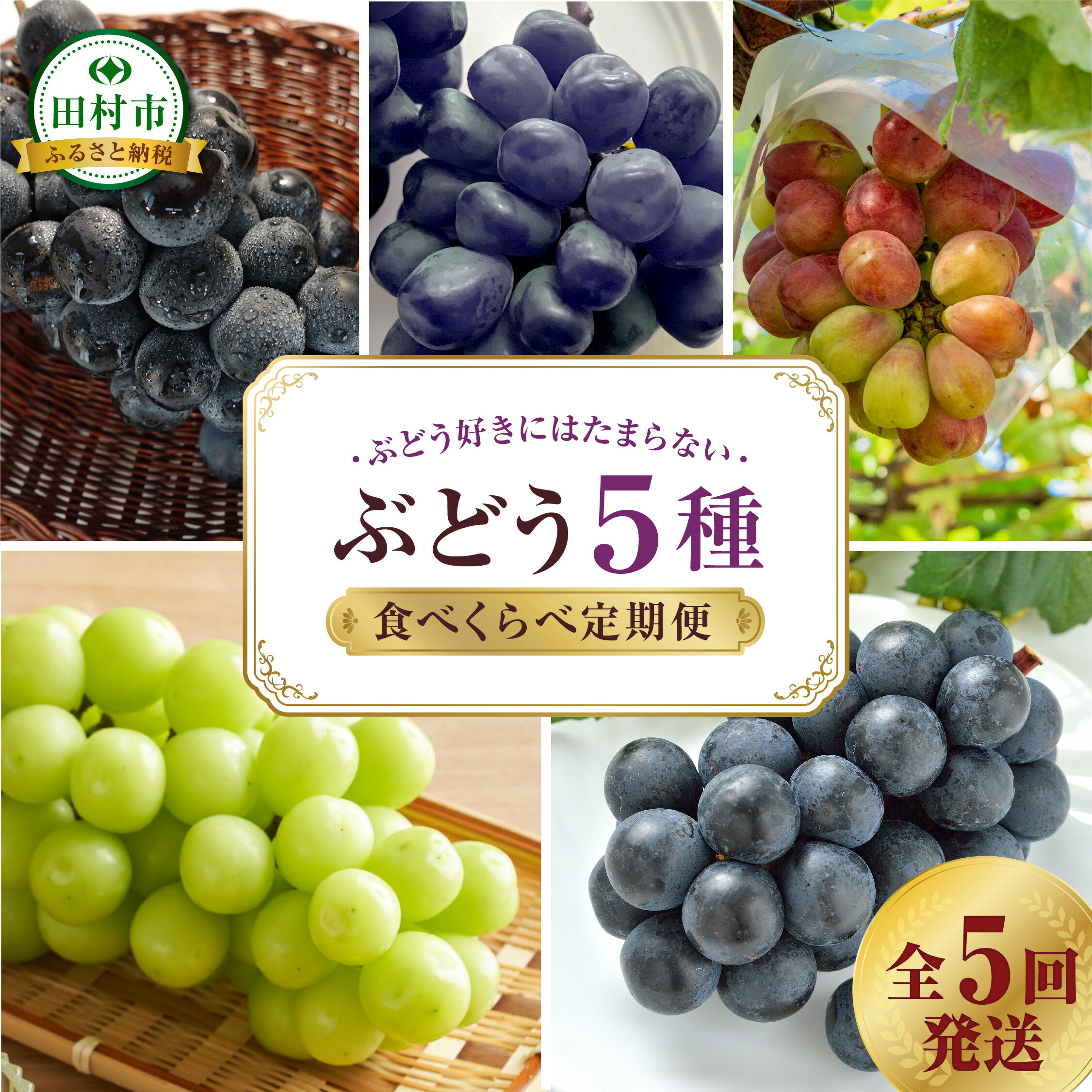 【ふるさと納税】＼ぶどう5種食べくらべ定期便／ 先行予約 2026年 5回発送 冷蔵 高級 種無し 種なし シャインマスカット 富士の輝 あずましずく ナガノパープル バイオレットキング 定期便 ブドウ ぶどう 品種 果物 フルーツ 巨峰 美味しい 希少 人気 福島県 田村市 鈴木農園