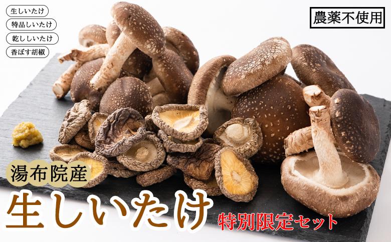 【特別限定セット】湯布院産 生しいたけ1kg+特品しいたけ3P+乾ししいたけ100g+香ぼす胡椒｜栽培期間農薬不使用