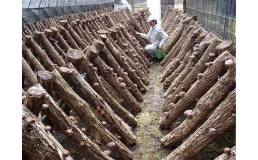 肉厚 原木栽培 生しいたけ　作業風景