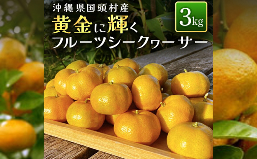 【2027年1月から順次発送】国頭村産 フルーツシークヮーサー 3kg 黄金色に色づく完熟果実