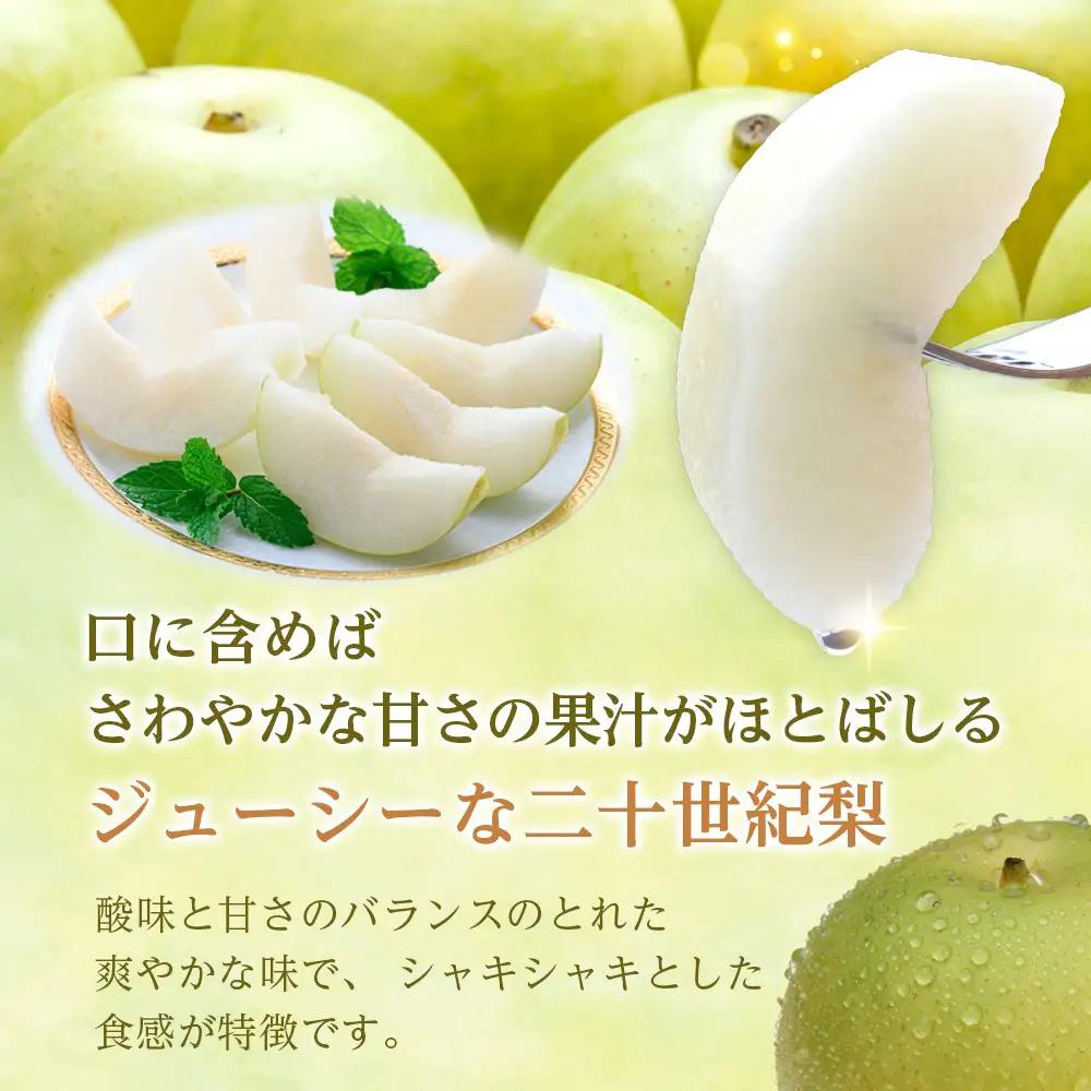 先行予約 二十世紀梨 4kg 2026年9月発送 梨