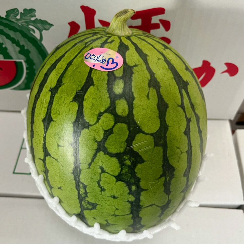 【ふるさと納税】 小玉 すいか 1玉入り 約1.5kg以上 西瓜 スイカ 小玉スイカ 果物 くだもの フルーツ おやつ 熊本市 熊本県産 国産 常温 先行予約 送料無料 【2025年5月上旬～7月上旬発送開始】