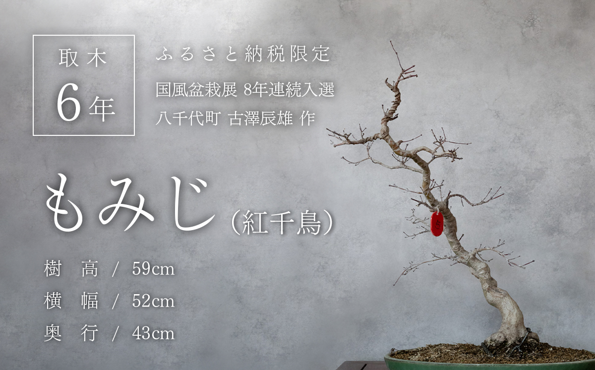 【1点物】 盆栽 もみじ （紅千鳥） (5) 国風盆栽展 入選 作家 古澤辰雄