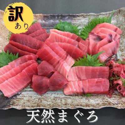 ふるさと納税 三浦市 ≪訳あり≫三崎まぐろ中トロ・赤身　お刺身セット合計500g | 