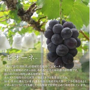 【きよとうファーム】大粒ピオーネ!口いっぱいに甘さが広がる 上級 2房/計1.3kg～ (岡山県産)【配送不可地域：離島】【1604053】