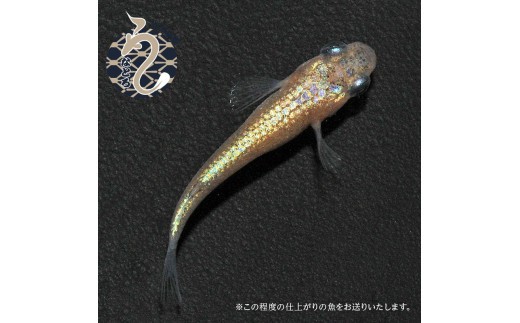 メダカ「ヒミツヘイキ」３ペア