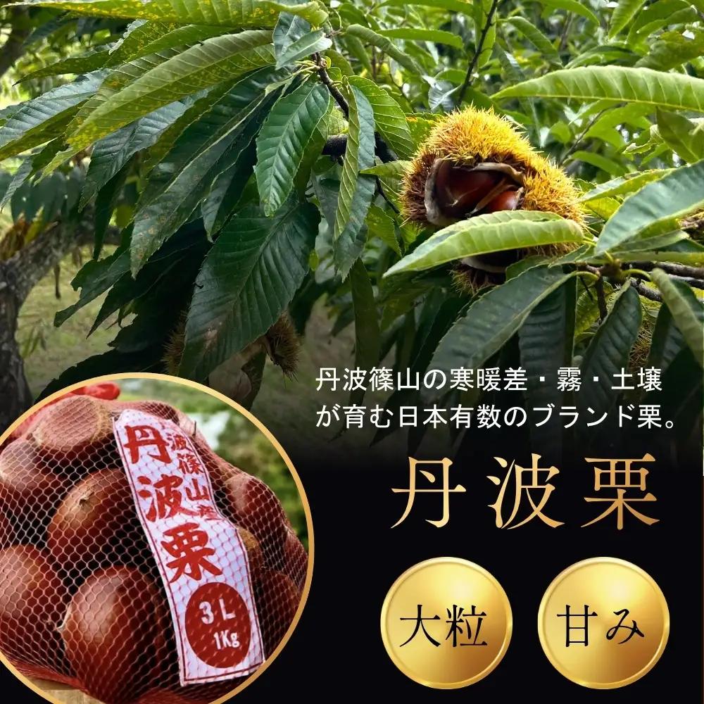 丹波栗 2L 1kg 品評会受賞 温湯消毒 栗