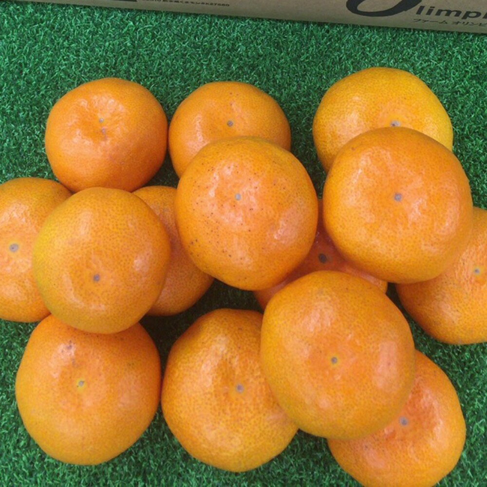 【ふるさと納税】訳あり 熊本県産特別栽培温州みかん 約10kg（約60〜140個前後） 温州みかん かん ミカン 蜜柑 フルーツ くだもの 果物 果実 デザート 熊本県産 国産 熊本県 熊本市 送料無料 【2026年10月下旬～2027年1月上旬発送予定】