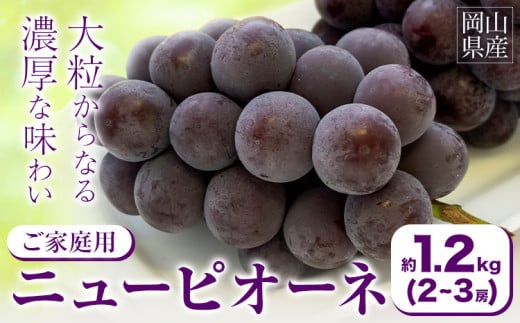 【2026年先行予約】ご家庭用 岡山県産 ニューピオーネ 約1.2kg 2-3房 晴れの国 おかやま館(つむぐ株式会社)《2026年8月下旬-10月上旬頃出荷》岡山県 浅口市 マスカット ぶどう 葡萄