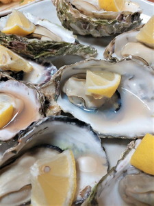 【能登半島地震復興支援】魚介類 牡蠣　/ 能登かき　殻付牡蠣 半缶/約5kg（約40～50個） 専用ナイフ 片手用軍手付 /世界農業遺産「能登の里山里海」｜石川県 七尾市 能登 ※要加熱 ※2026年