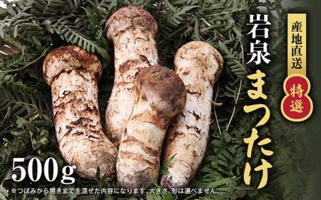 【特選】岩泉まつたけ 直送 500g_野菜 松茸 きのこ まつたけ マツタケ_【配送不可地域：離島】【1423385】