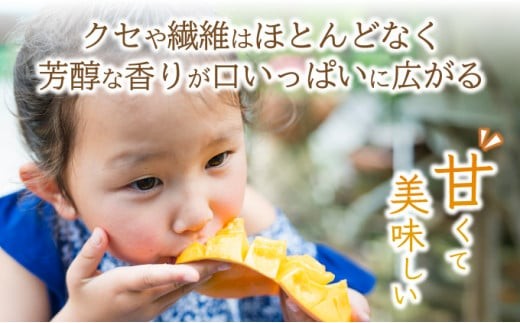 ＜期間限定 春フェア＞ 【2026年6月末から順次発送】2L～3L マンゴー2～3玉（約1kg） 【 産地直送 旬 フルーツ 新鮮 完熟 マンゴー 石垣 沖縄 】KP-24