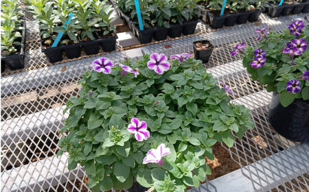 【4月末より順次発送】 サフィニア るりいろ風ぐるま 鉢花　/ 瑞浪市 中山園芸 花 お花 お祝い 鉢植え 生花 ギフト プレゼント フラワー[AZDC002]