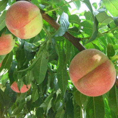 農家直送 桃名産地 山梨の桃 秀品 約3kg【配送不可地域：離島・沖縄県】