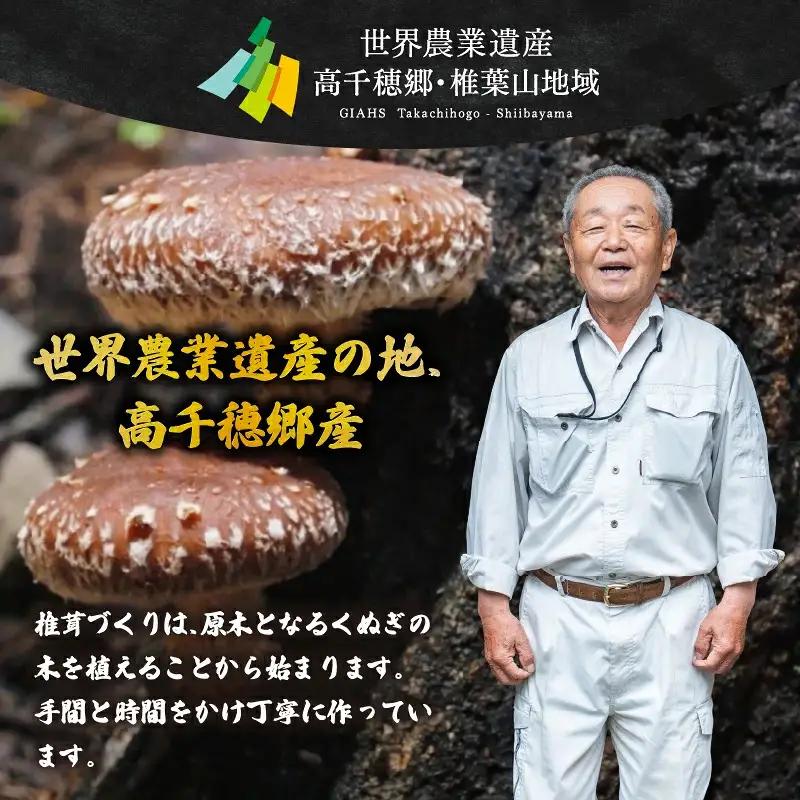 【6ヶ月定期便】乾燥しいたけ 240g（40g×6袋）×6回 1,440g しいたけ 定期便 定期 定期的 国産 宮崎県産 原木 栽培 乾燥 干し椎茸 原木椎茸 国産しいたけ 小分け 袋 小袋 普段使