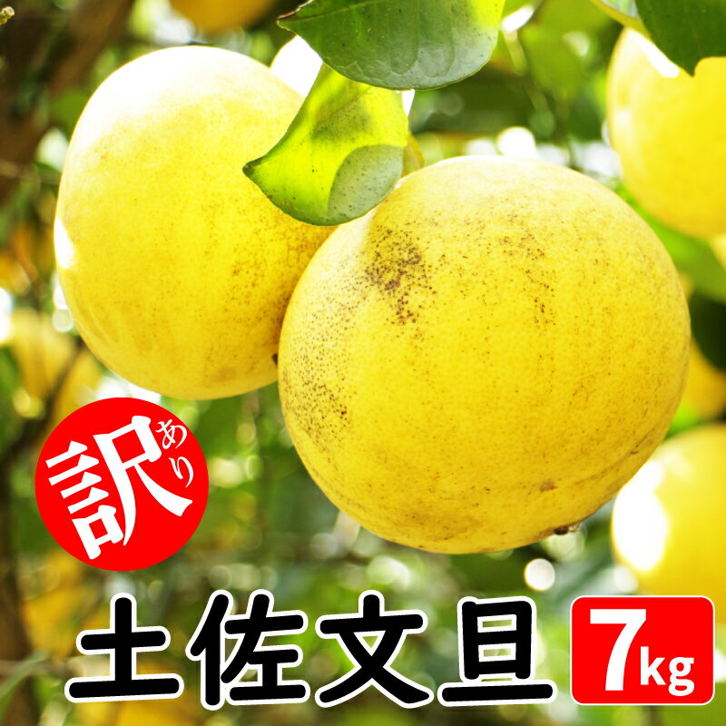 【ふるさと納税】 訳あり 土佐文旦 7kg みかん 蜜柑 文旦 ぶんたん 柑橘 果物 フルーツ ゼリー ジュース アイス 国産 愛媛県 愛南町青果市場 発送:2026年2月中旬〜(なくなり次第終了)
