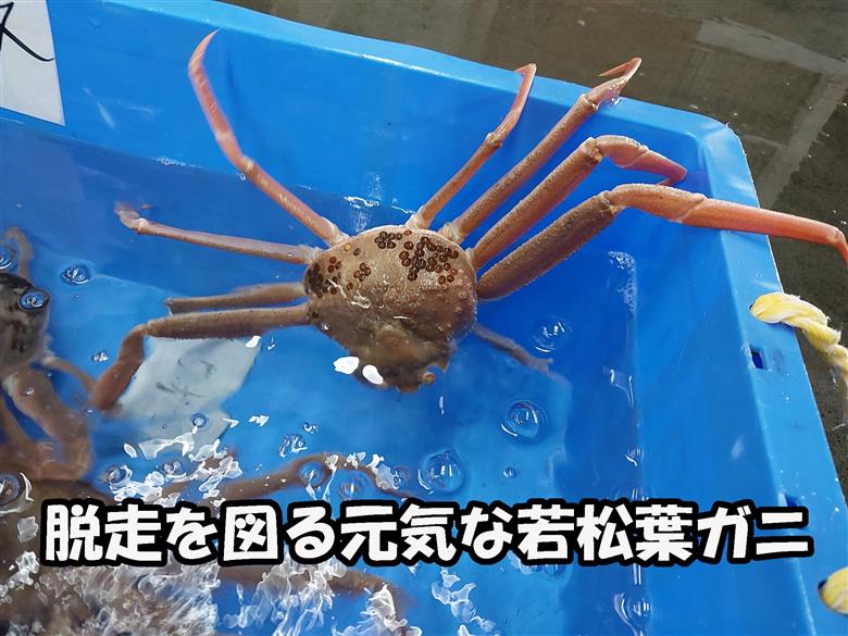 【先行予約】鳥取県岩美町特産 若松葉ガニ姿茹で 4枚セット ※お届けは2027年2月上旬～【22044】