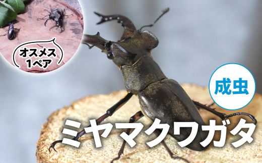 【2025年6月‐8月配送】 ミヤマクワガタ（成虫）オスメス1ペア ( 昆虫 飼育観察 自然採集 ミヤマクワガタ 夏休み 自由研究 生き物 自然環境学習 プレゼント 贈り物 ギフト )