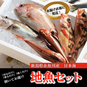 プロが選んだ！旬の鮮魚詰め合わせセット（刺身用２種と塩焼・煮付用下処理済各２匹づつ）日本海・能生漁港直送！