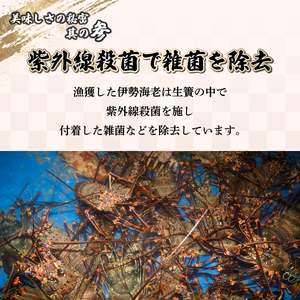 HRISR-80【先行予約・数量限定】<生冷凍>宮崎県串間産 天然伊勢エビ(約800g・2匹) 【豊漁丸】