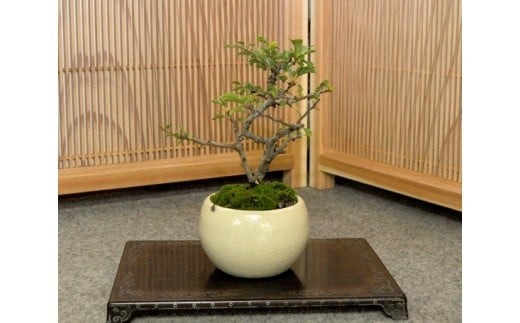 
                  長寿梅盆栽（小型サイズ）樹齢5年程度　【11100-0043】
                