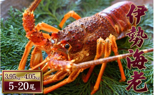 
                  天然 伊勢えび（活）5～20尾　3.95～4.05kg【2026年10月中旬頃から2027年3月末までに順次発送（1月は漁不可） / 伊勢えび 伊勢海老 海老 海鮮 天然 えび エビ 活【enk005】
                