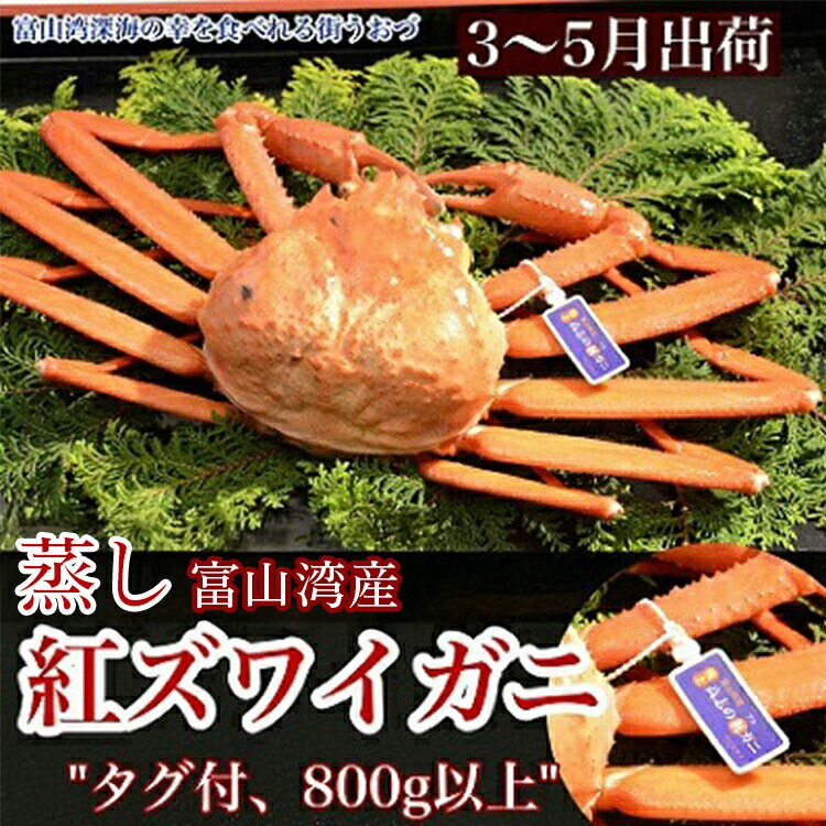 【ふるさと納税】【3-5月出荷】蒸し紅ズワイガニ　1匹（約800g以上）｜蟹 かに カニ 紅ずわい蟹 ずわいがに ずわい蟹 かにしゃぶ カニしゃぶ 国産 ボイル かに鍋 カニ鍋 蟹鍋 蟹みそ 富山県産 北陸※2026年3月上旬～5月下旬頃に順次発送予定※北海道・沖縄・離島への配送不可