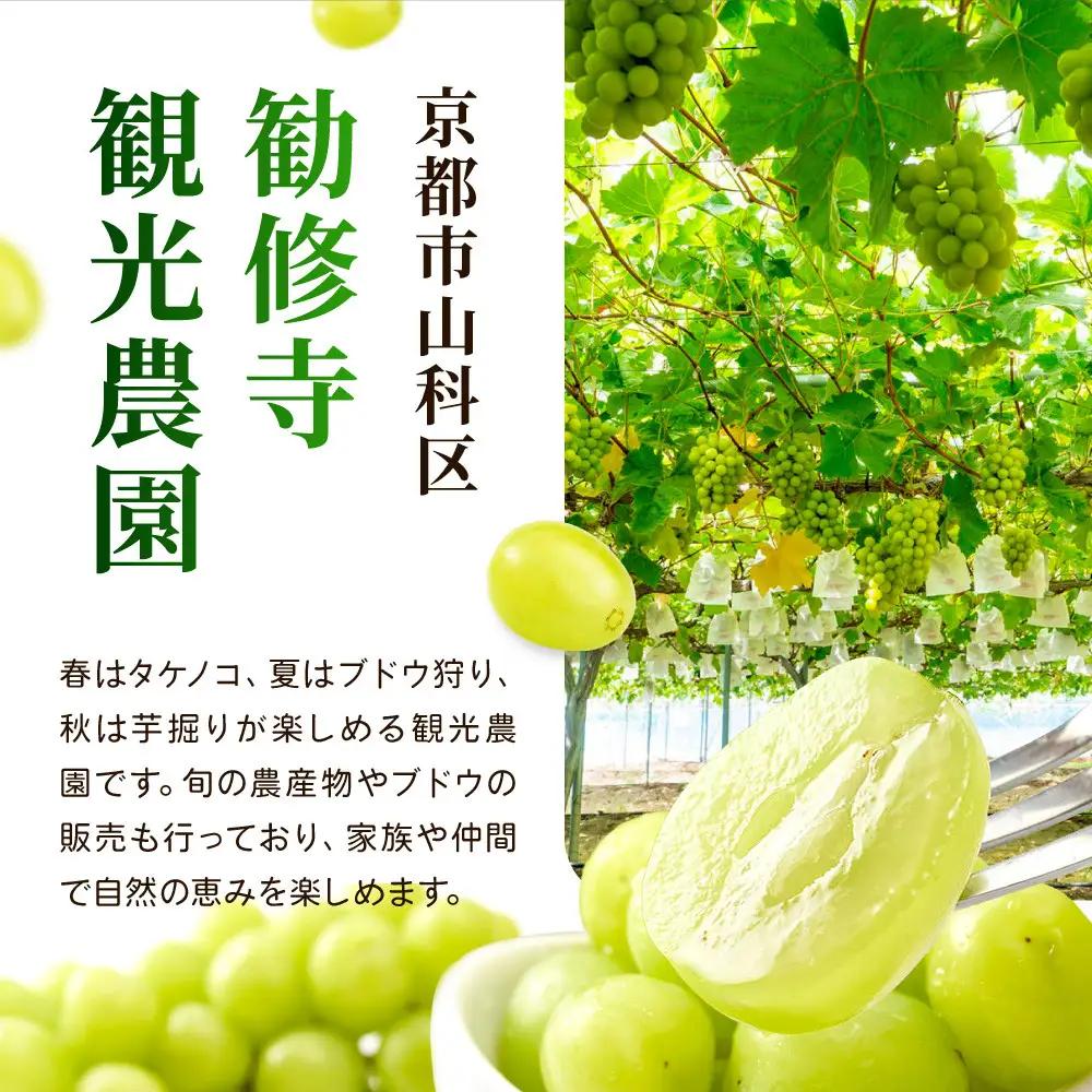 《先行予約 2026年8月下旬～9月発送》【勧修寺観光農園】不揃い訳あり 京都市産 シャインマスカット 1kg｜シャインマスカット 人気