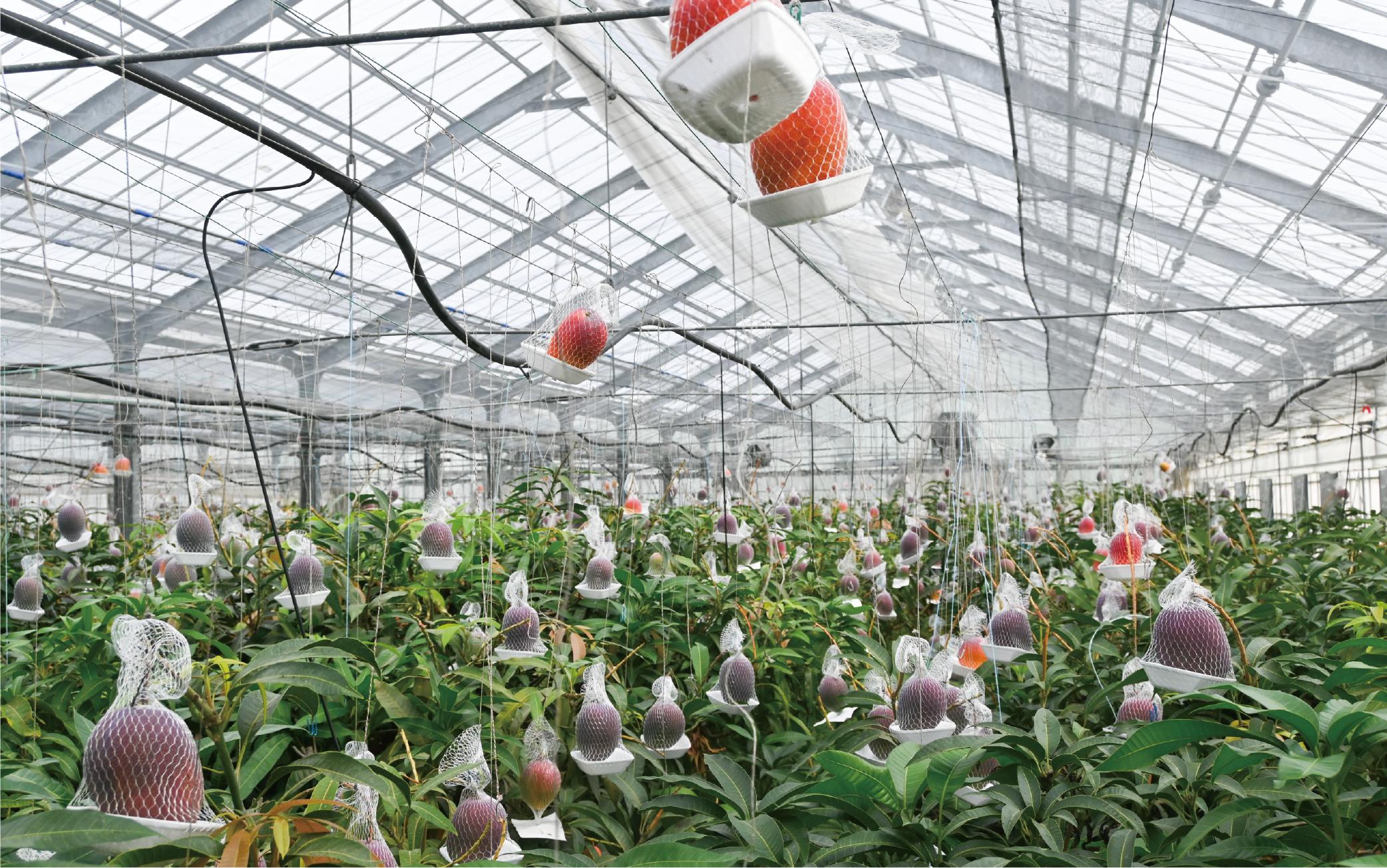 【2026年 発送】＜訳あり＞地下から湧き出る温泉と蒸気熱を利用栽培した温泉完熟マンゴー約1kg(トロピカルファームいぶすき/016-1764) マンゴー フルーツ 果物 くだもの 旬 夏 指宿 いぶ