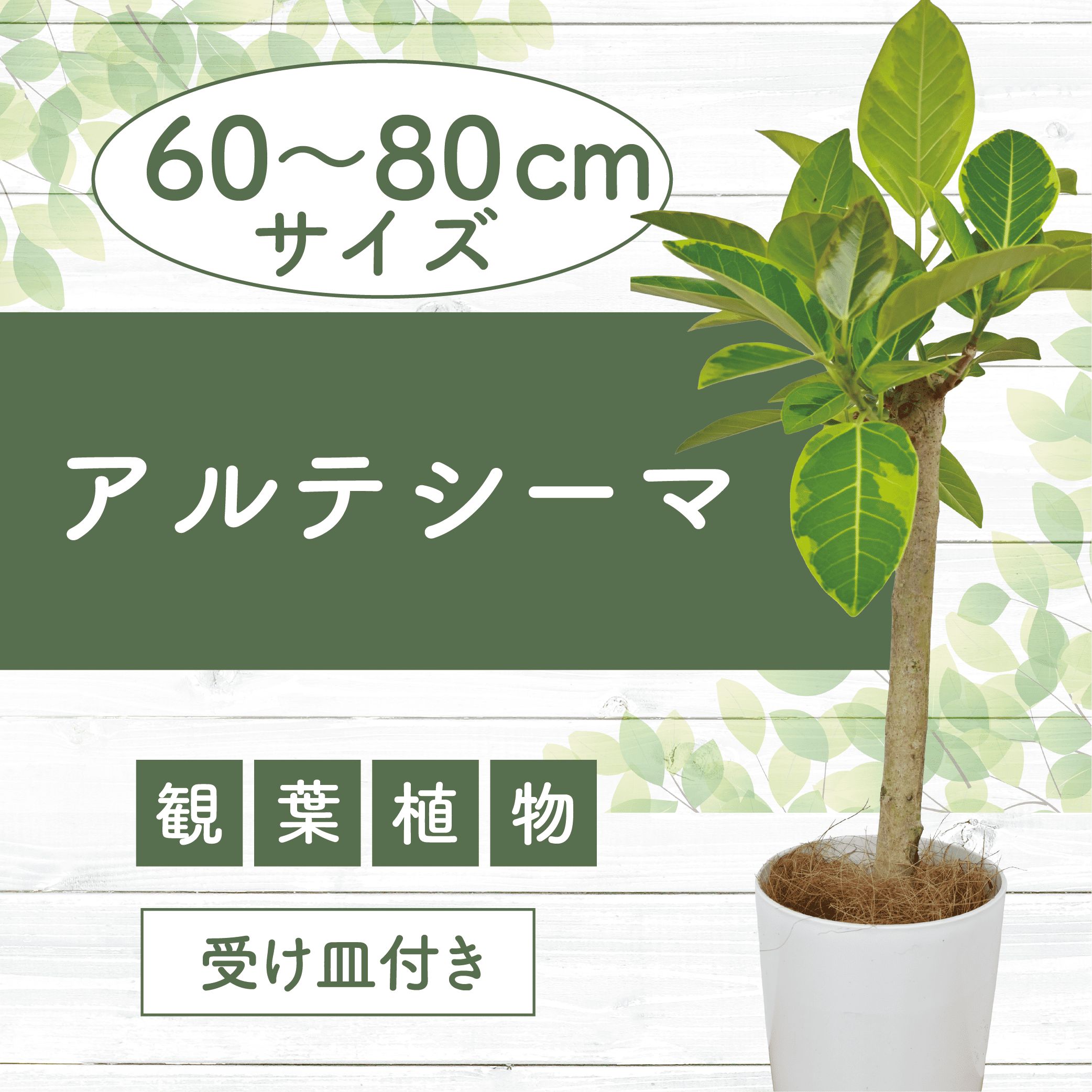 【ふるさと納税】＜先行予約受付中！2025年3月上旬以降順次発送＞アルテシーマ(鉢底より60cm〜80cm)※北海道・沖縄・離島配送不可※ 観葉植物 鉢 おしゃれ インテリア グリーン 大 【Green Farm M】