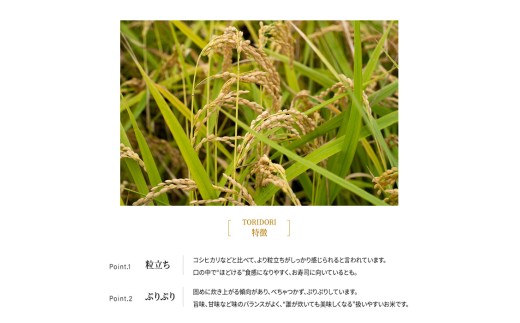 令和8年産 新米 真空パック 鳥取県産きぬむすめ 20kg 長期保存 真空 備蓄米 米 お米 こめ コメ 精米 Elevation キヌムスメ 鳥取県日南町