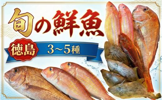 旬の鮮魚セット 3～5種 おまかせ 鮮魚ボックス 詰め合わせ 刺身 刺し身 海鮮 アジ カツオ ヒラメ 鯛 新鮮 下処理済み 冷蔵 父の日 徳島 馬地鮮魚